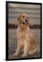 Golden Retriever-DLILLC-Framed Photographic Print