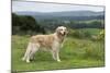 Golden Retriever-null-Mounted Photographic Print