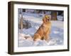 Golden Retriever-Lynn M^ Stone-Framed Photographic Print