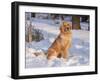 Golden Retriever-Lynn M^ Stone-Framed Photographic Print