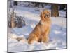 Golden Retriever-Lynn M^ Stone-Mounted Photographic Print