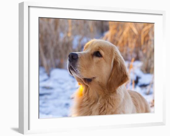 Golden Retriever-Lynn M^ Stone-Framed Photographic Print