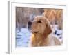 Golden Retriever-Lynn M^ Stone-Framed Photographic Print