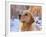 Golden Retriever-Lynn M^ Stone-Framed Photographic Print