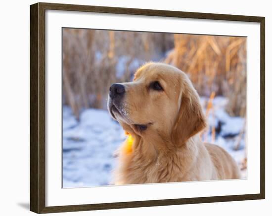 Golden Retriever-Lynn M^ Stone-Framed Photographic Print