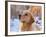 Golden Retriever-Lynn M^ Stone-Framed Photographic Print