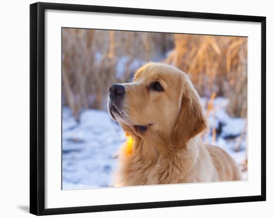 Golden Retriever-Lynn M^ Stone-Framed Photographic Print