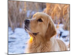 Golden Retriever-Lynn M^ Stone-Mounted Photographic Print