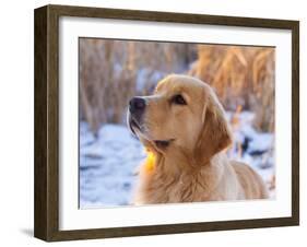 Golden Retriever-Lynn M^ Stone-Framed Photographic Print