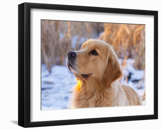 Golden Retriever-Lynn M^ Stone-Framed Photographic Print