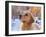 Golden Retriever-Lynn M^ Stone-Framed Photographic Print