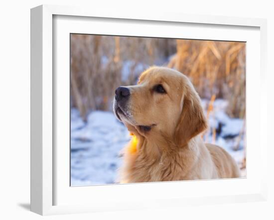 Golden Retriever-Lynn M^ Stone-Framed Photographic Print