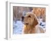 Golden Retriever-Lynn M^ Stone-Framed Photographic Print