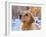 Golden Retriever-Lynn M^ Stone-Framed Photographic Print