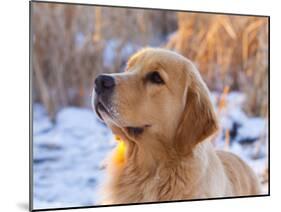 Golden Retriever-Lynn M^ Stone-Mounted Photographic Print