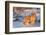 Golden Retriever-Lynn M^ Stone-Framed Photographic Print