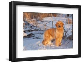 Golden Retriever-Lynn M^ Stone-Framed Photographic Print