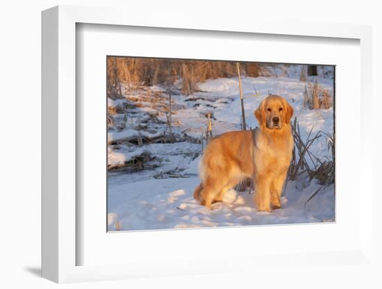 Golden Retriever-Lynn M^ Stone-Framed Photographic Print