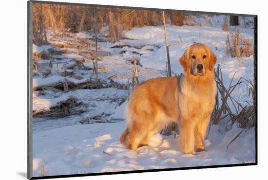 Golden Retriever-Lynn M^ Stone-Mounted Photographic Print