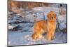 Golden Retriever-Lynn M^ Stone-Mounted Photographic Print