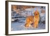 Golden Retriever-Lynn M^ Stone-Framed Photographic Print