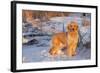 Golden Retriever-Lynn M^ Stone-Framed Photographic Print