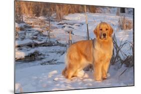 Golden Retriever-Lynn M^ Stone-Mounted Photographic Print