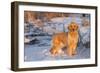 Golden Retriever-Lynn M^ Stone-Framed Photographic Print