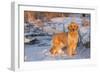 Golden Retriever-Lynn M^ Stone-Framed Photographic Print