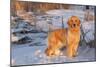 Golden Retriever-Lynn M^ Stone-Mounted Photographic Print