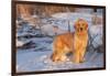 Golden Retriever-Lynn M^ Stone-Framed Photographic Print