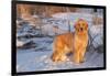 Golden Retriever-Lynn M^ Stone-Framed Photographic Print