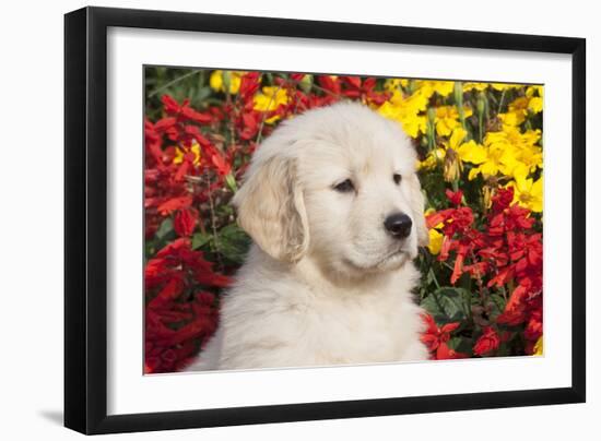 Golden Retriever-Lynn M^ Stone-Framed Photographic Print