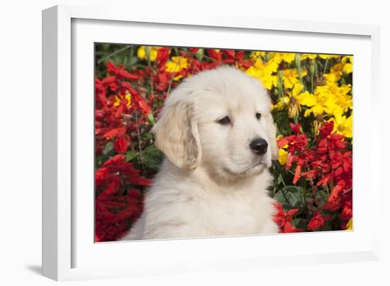 Golden Retriever-Lynn M^ Stone-Framed Photographic Print