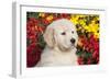 Golden Retriever-Lynn M^ Stone-Framed Photographic Print