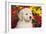 Golden Retriever-Lynn M^ Stone-Framed Photographic Print