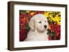 Golden Retriever-Lynn M^ Stone-Framed Photographic Print