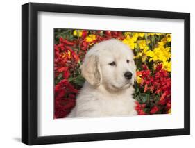 Golden Retriever-Lynn M^ Stone-Framed Photographic Print