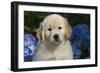 Golden Retriever-Lynn M^ Stone-Framed Photographic Print