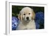 Golden Retriever-Lynn M^ Stone-Framed Photographic Print