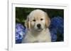 Golden Retriever-Lynn M^ Stone-Framed Photographic Print