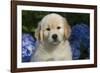 Golden Retriever-Lynn M^ Stone-Framed Photographic Print