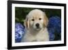 Golden Retriever-Lynn M^ Stone-Framed Photographic Print