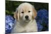 Golden Retriever-Lynn M^ Stone-Mounted Photographic Print