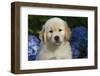 Golden Retriever-Lynn M^ Stone-Framed Photographic Print