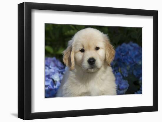 Golden Retriever-Lynn M^ Stone-Framed Photographic Print