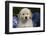 Golden Retriever-Lynn M^ Stone-Framed Photographic Print