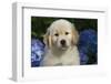 Golden Retriever-Lynn M^ Stone-Framed Photographic Print