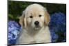 Golden Retriever-Lynn M^ Stone-Mounted Photographic Print