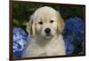 Golden Retriever-Lynn M^ Stone-Framed Photographic Print